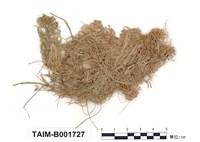 藏品(泥炭苔屬)的圖片